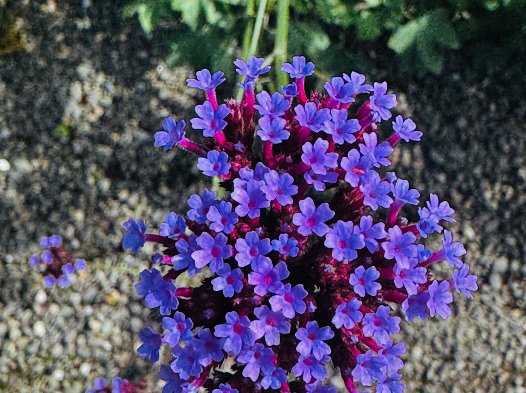Logan Botanic Garden-Port Logan必去景点