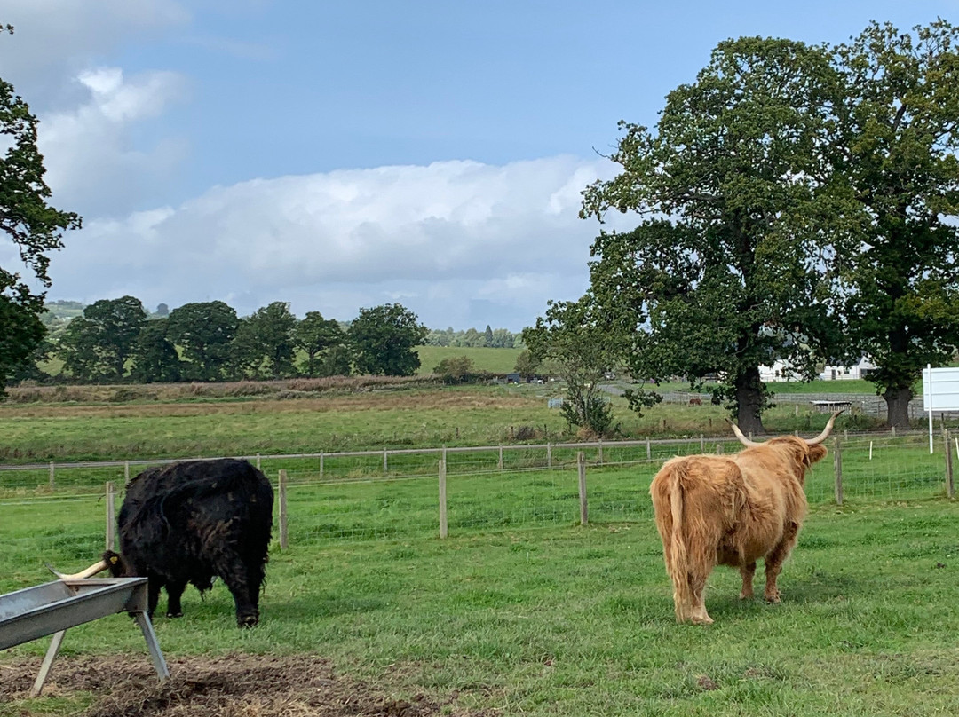 Robertson's - The Larder & Highland Cows - Beauly-Beauly必去景点
