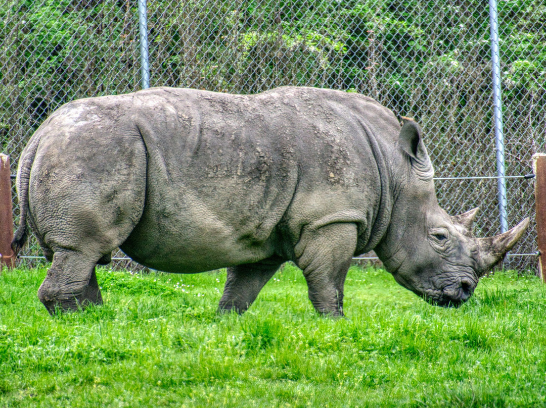 Wildlife Safari-Winston必去景点