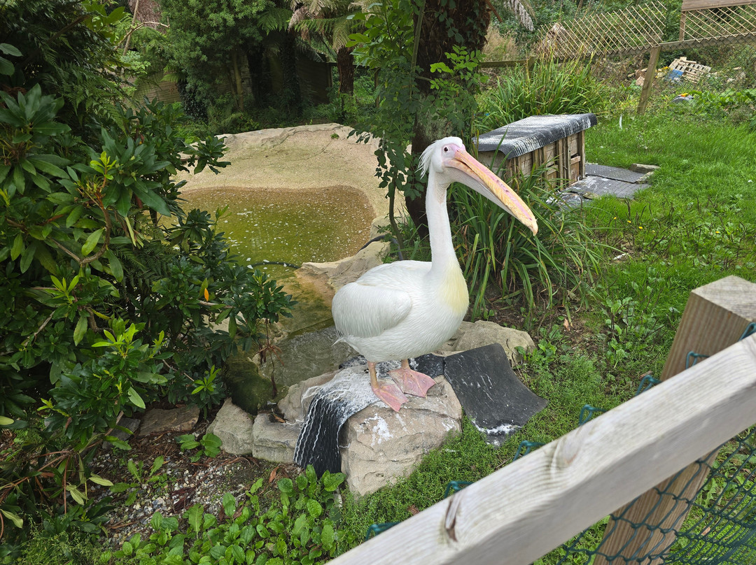 Combe Martin Wildlife And Dinosaur Park-伊尔弗勒科姆必去景点