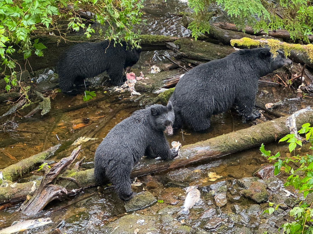 Alaska Rainforest Sanctuary-凯奇坎必去景点