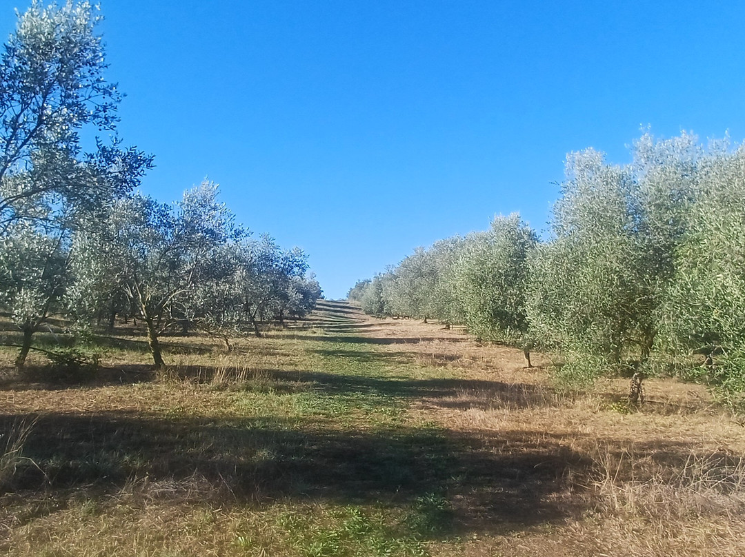 Azienda Agricola Invidia-皮恩扎必去景点