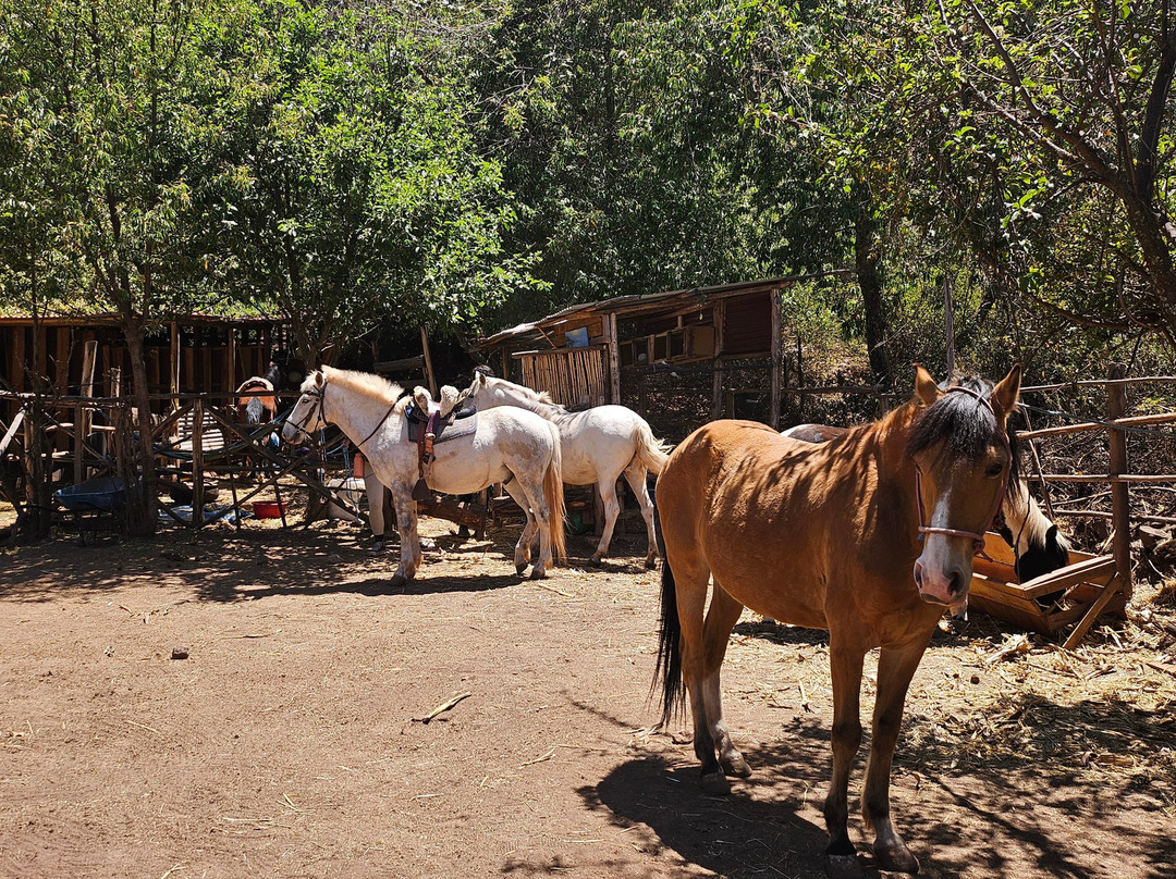 Sacred Horses-Pisac必去景点
