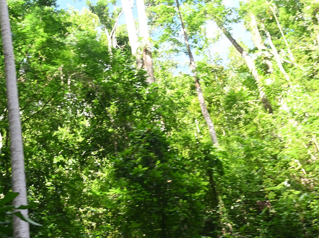 Fern Gully-奥乔里奥斯必去景点
