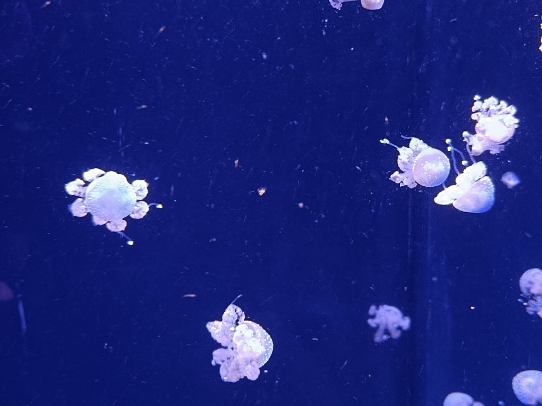 Aquarium du Québec-魁北克市必去景点