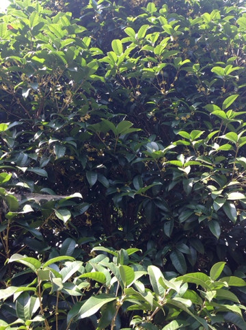 满陇桂雨-杭州市必去景点