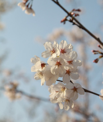 顾村公园 -上海市必去景点