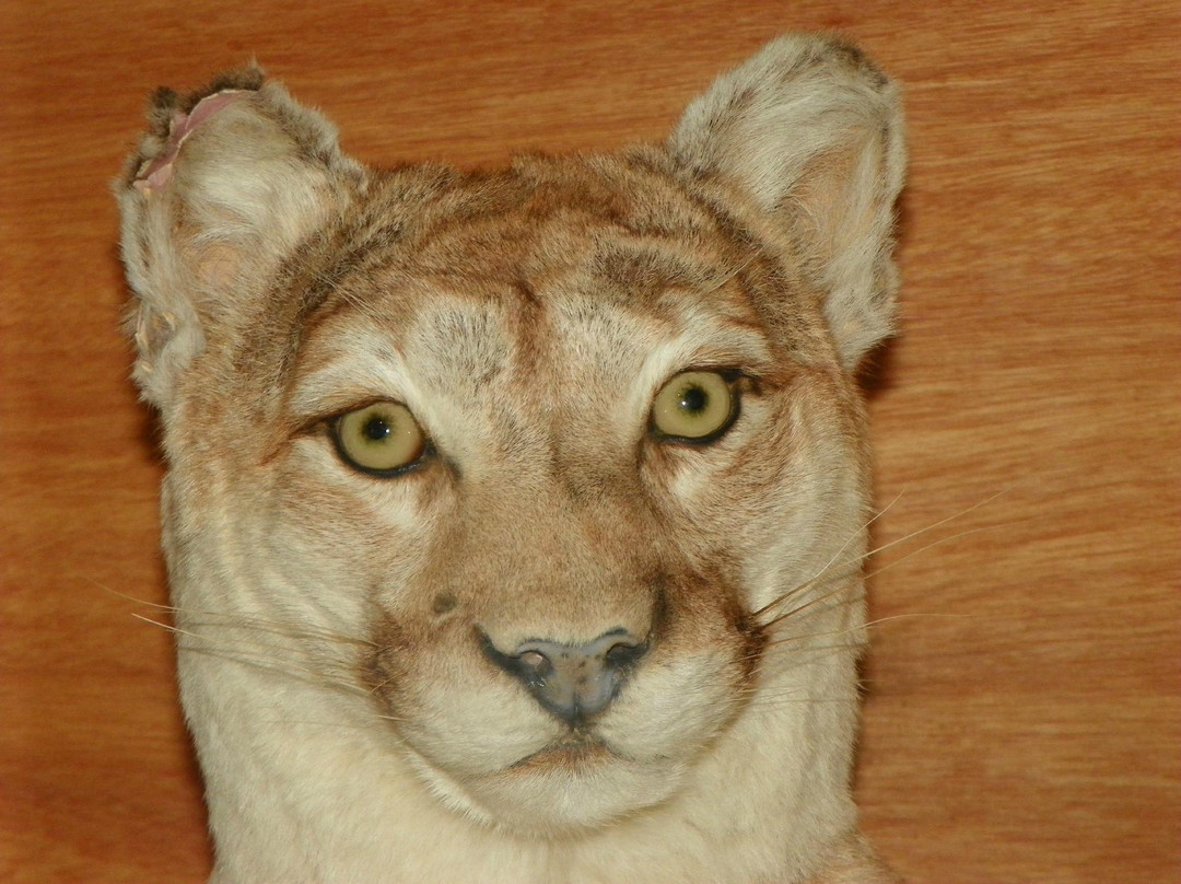 Jacksonville旅游景点-Southern Vermont Natural History Museum