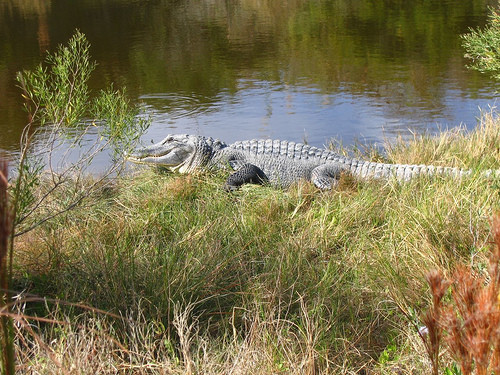 Seadrift旅游景点-Aransas National Wildlife Refuge