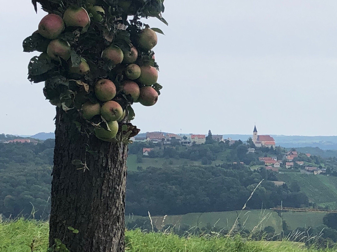 Weinweg der Sinne景点图片
