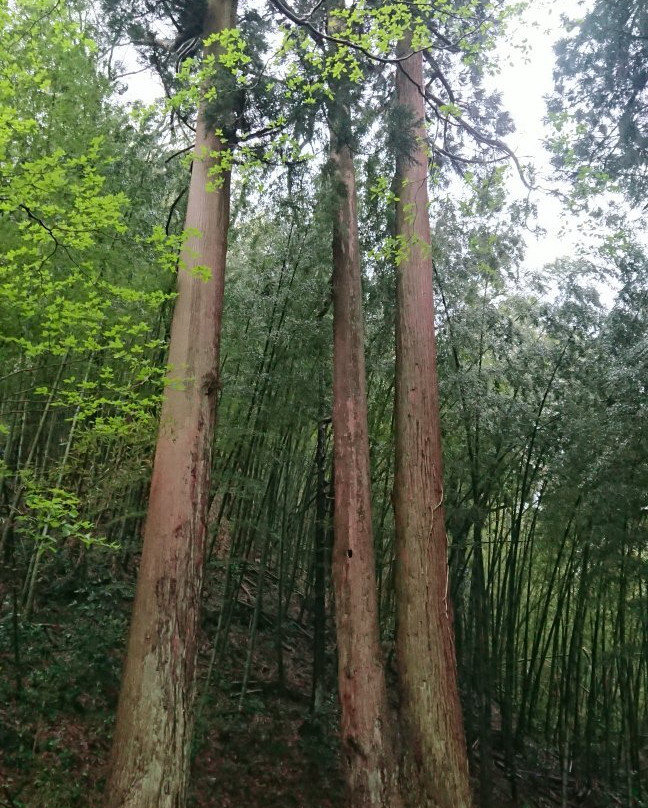 Murasugi Onsen Yakushijido-阿贺野市必去景点