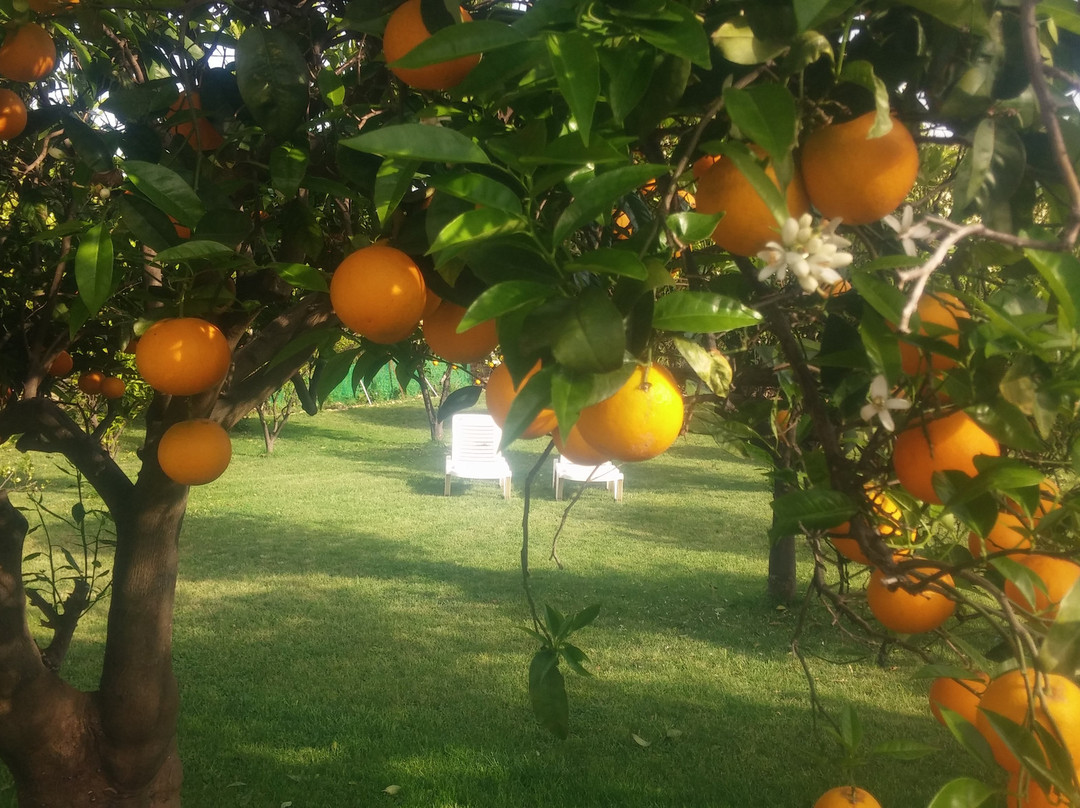 Pirgos Psilonerou酒店住宿-Garden Rooms