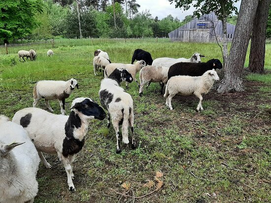 Landgoed "het Enzerinck"-Vorden必去景点