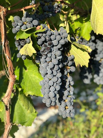 Azienda Vitivinicola PietraCava景点图片