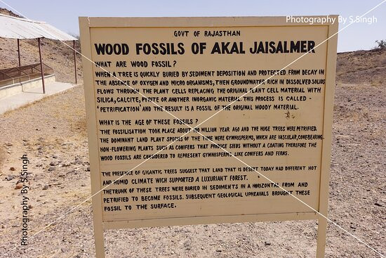 Akal Wood Fossil Park景点图片