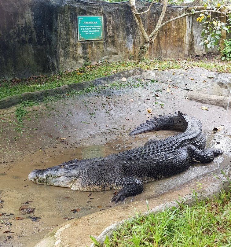 杨氏鳄鱼场-古晋必去景点
