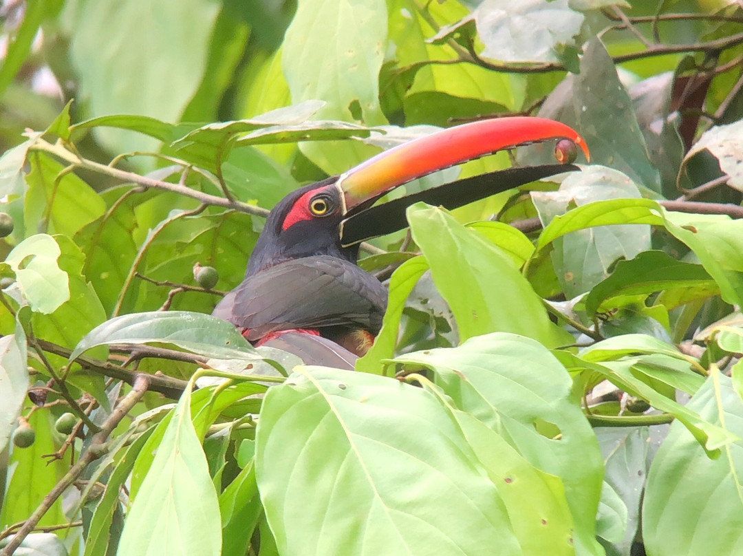 Birding Spots Manuel Antonio景点图片