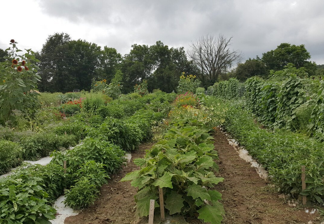 Baker Creek Heirloom Seed Company景点图片