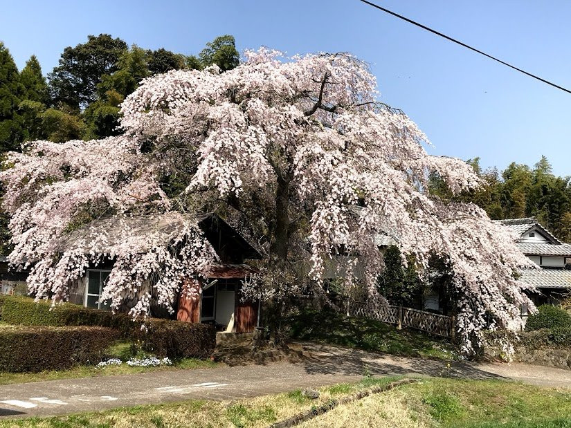 Shidarezakura Trees of Shirani景点图片