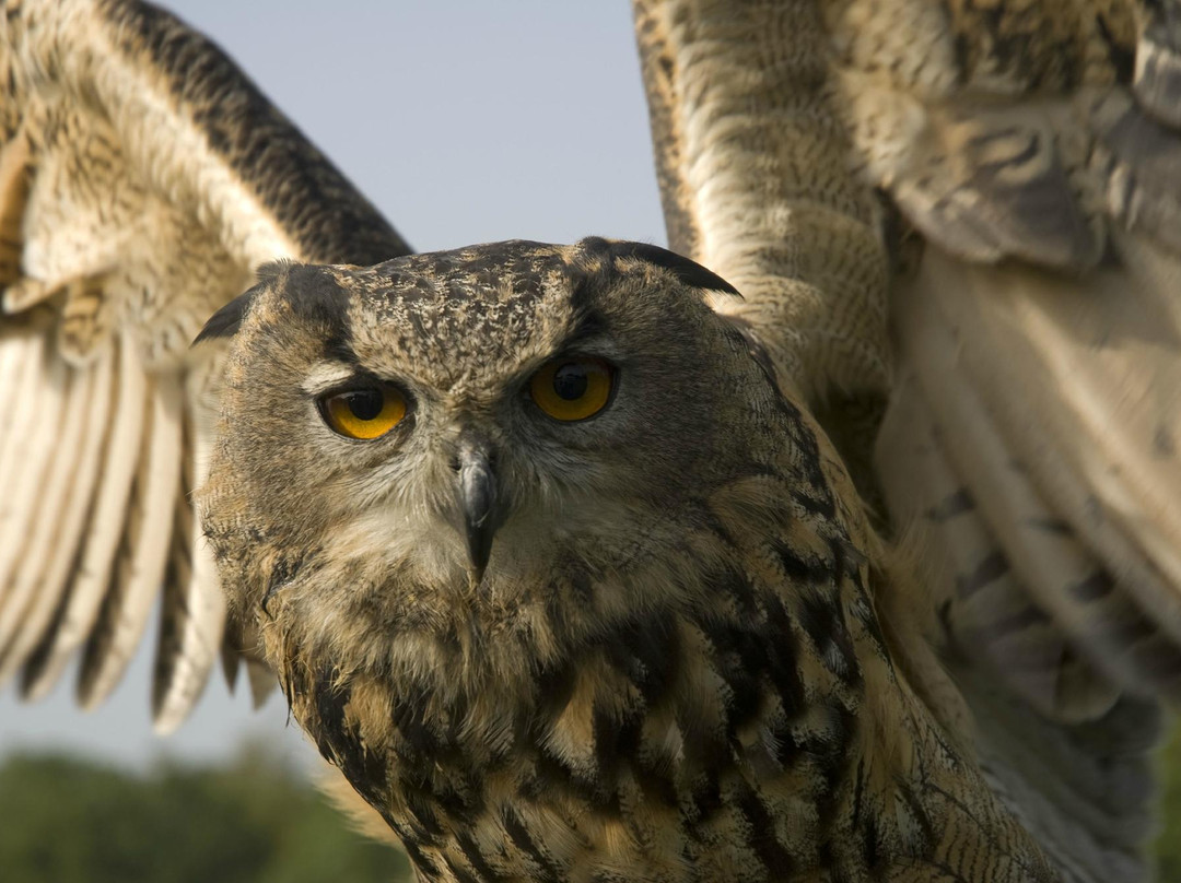 The Falconry Experience-纽波特必去景点