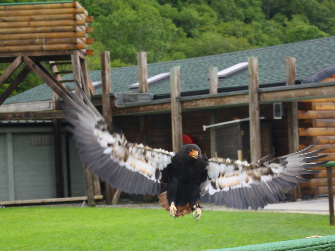 Burren Birds of Prey Centre景点图片