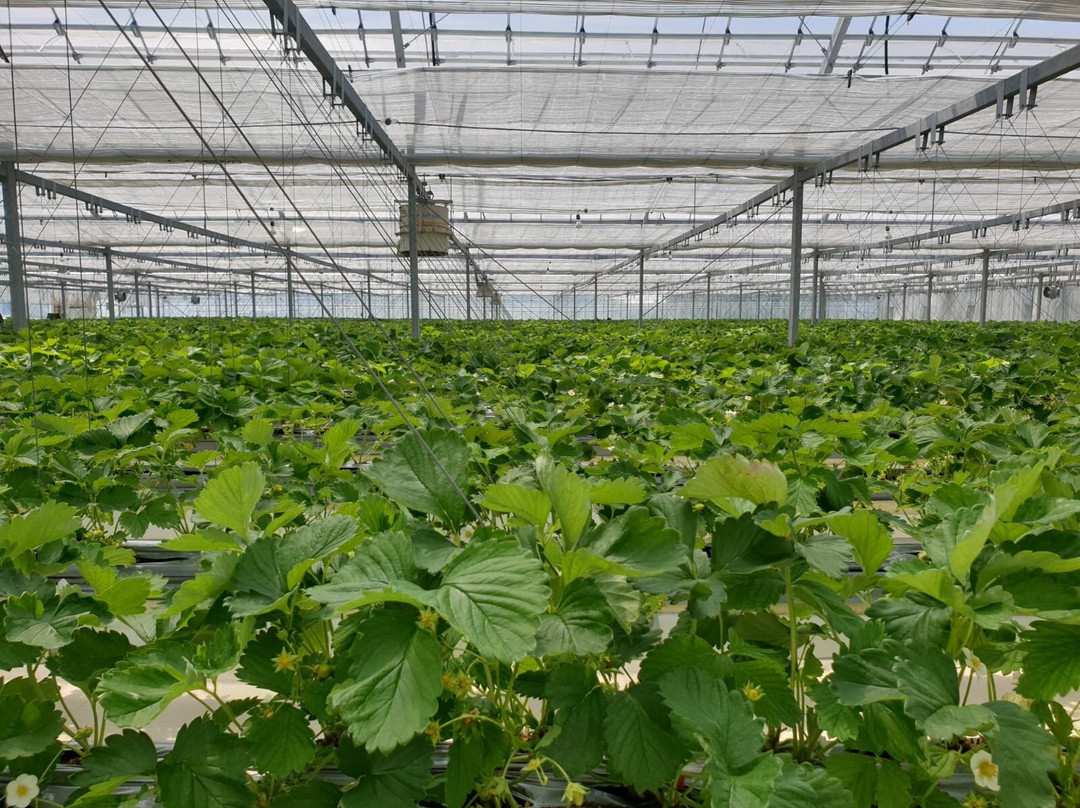 Strawberry Farm Haru