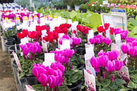 JA Sagami Ebina Green Center