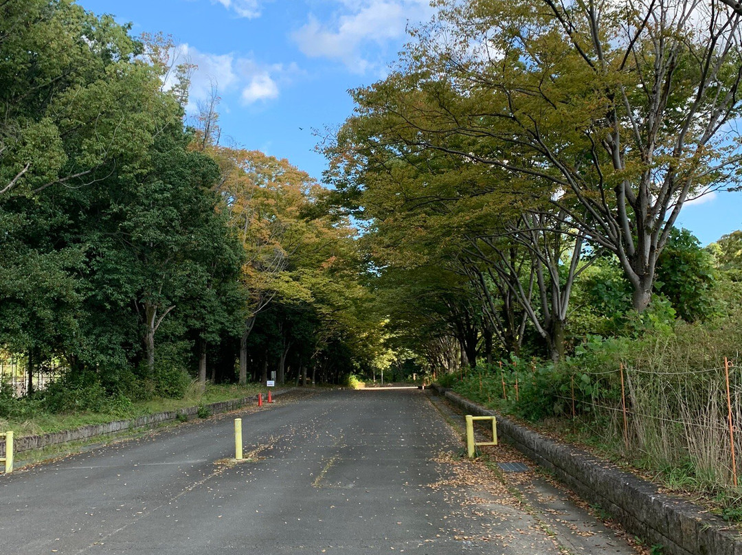 Kyoto Yokooji Movement Park景点图片
