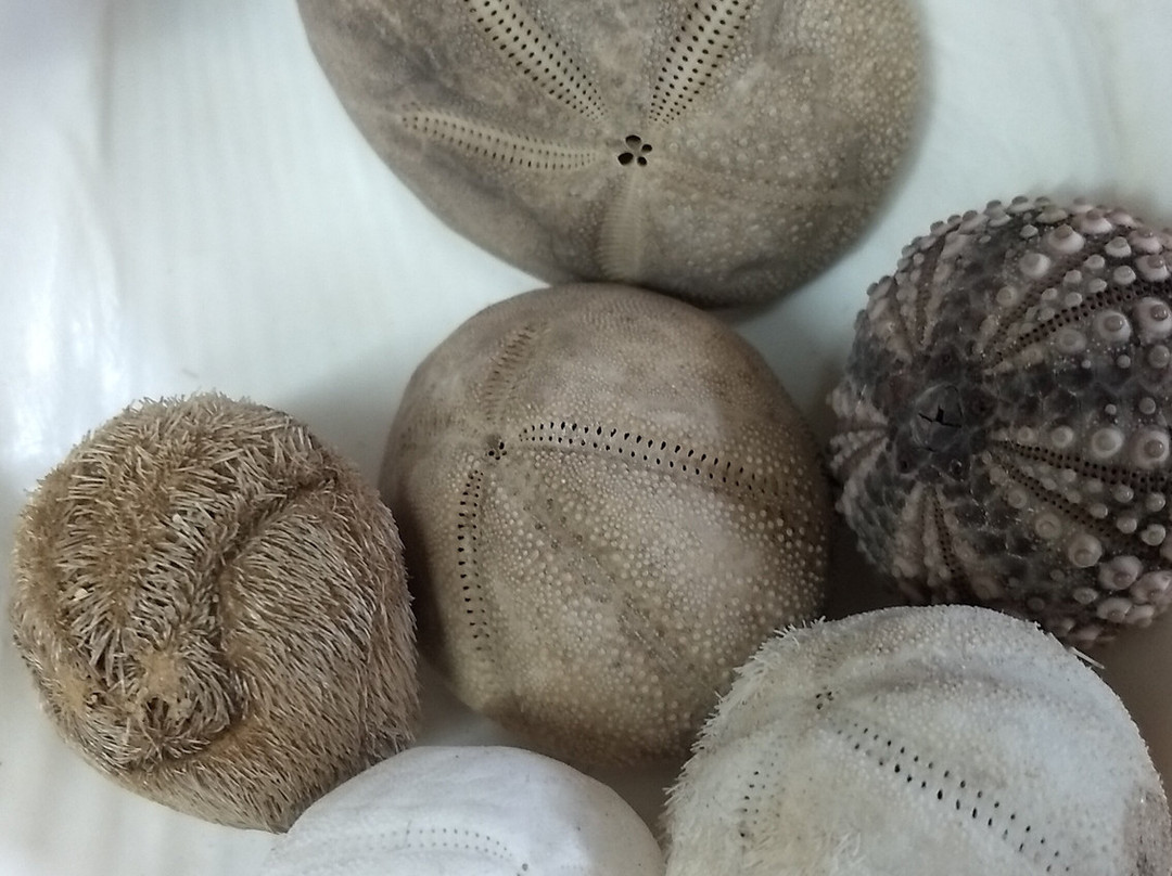 SeaShell Museum-佩纳斯科港必去景点