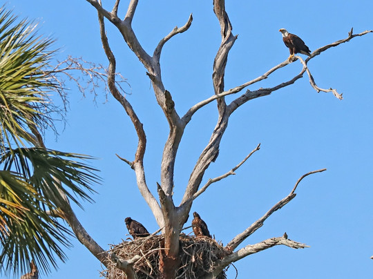 Osprey Guide Services - Tours-Yankeetown必去景点