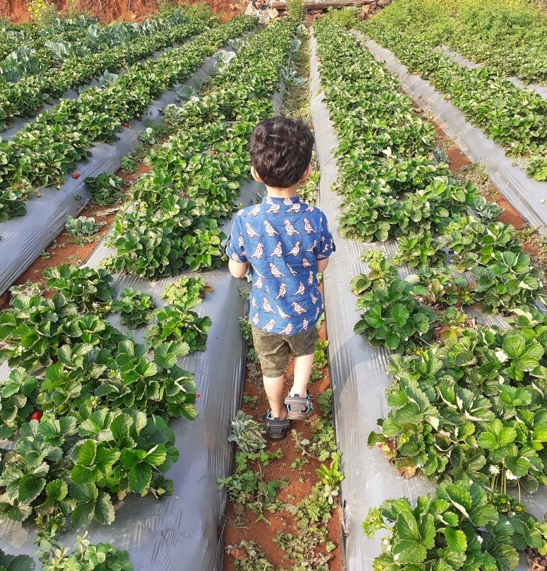 Muskan Organic Strawberry Garden-马哈巴勒什瓦必去景点