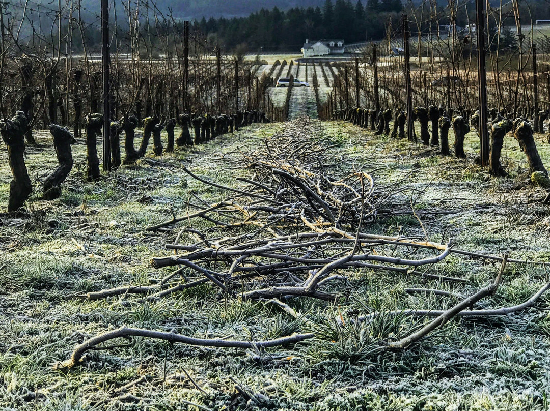 Bethel Heights Vineyard-塞勒姆必去景点