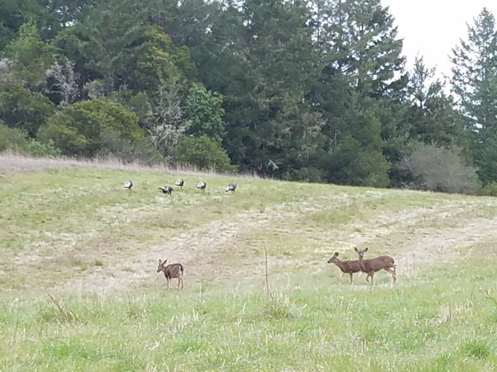 Sam McDonald Memorial Park-Loma Mar必去景点