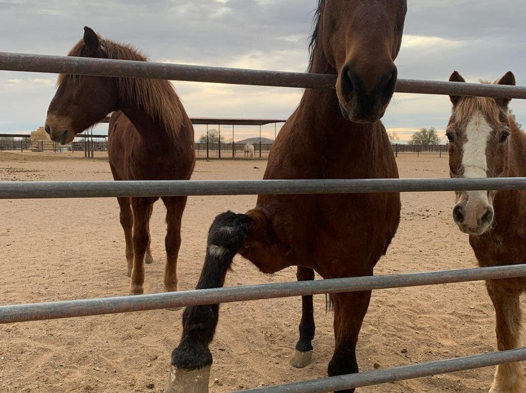 White Stallion Ranch-图森必去景点