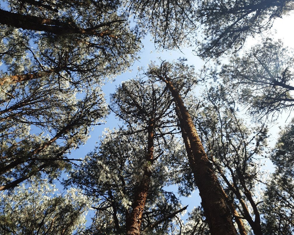 Pine Forest景点图片