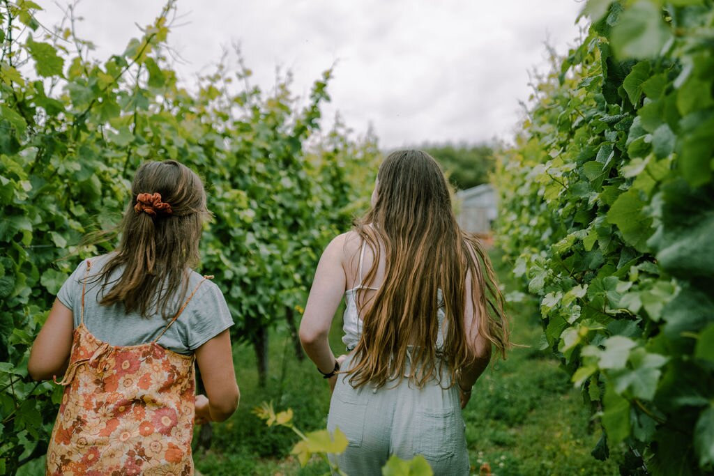 Cape Bernier Vineyard景点图片