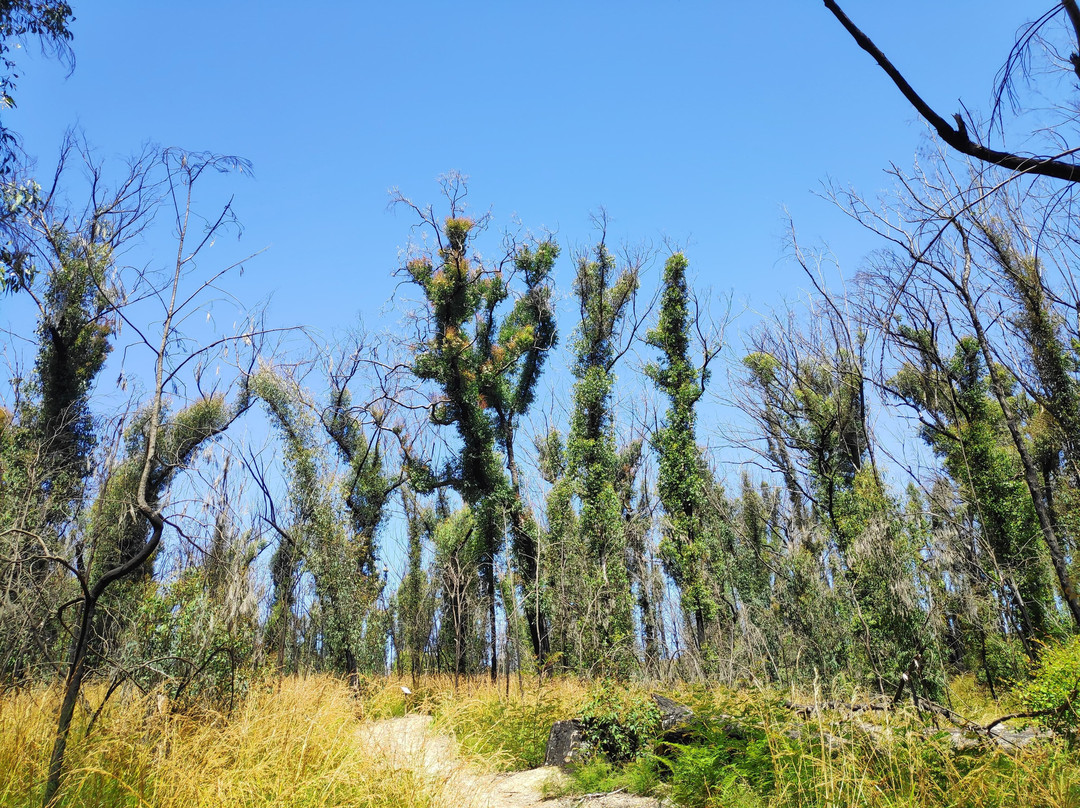 Eurobodalla Regional Botanic Gardens景点图片