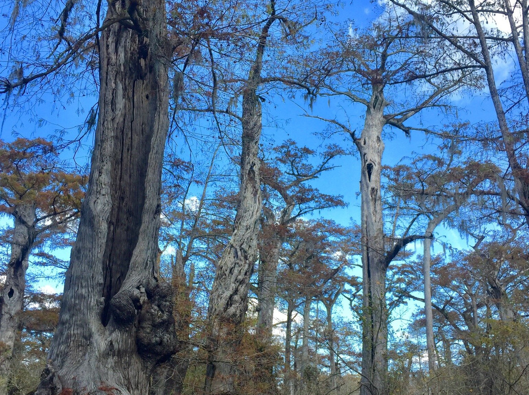 Captain Charles Robbins' Cape Fear River Adventures景点图片