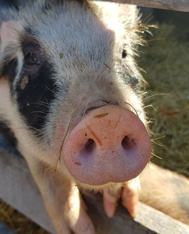 Frog Pond Farms-Bainbridge必去景点