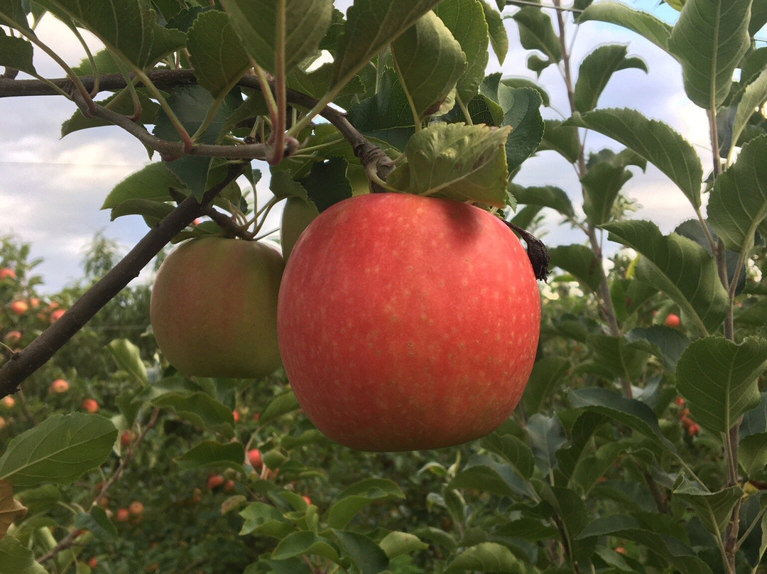 Chiles Peach Orchard景点图片