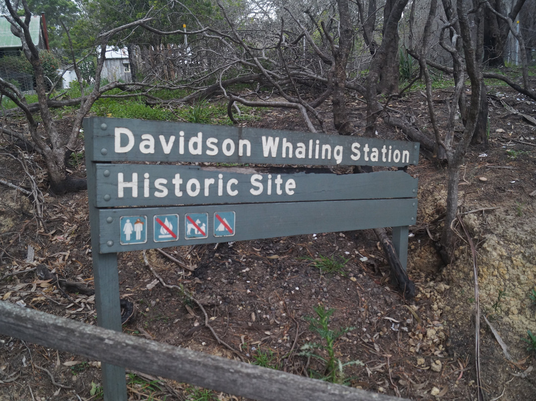Davidson Whaling Station-伊登港必去景点