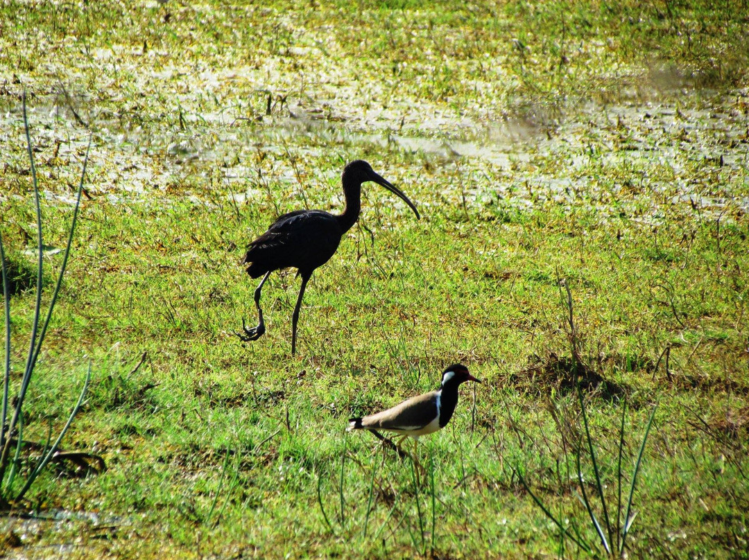 Udayamarthandapuram Bird Sanctuary景点图片