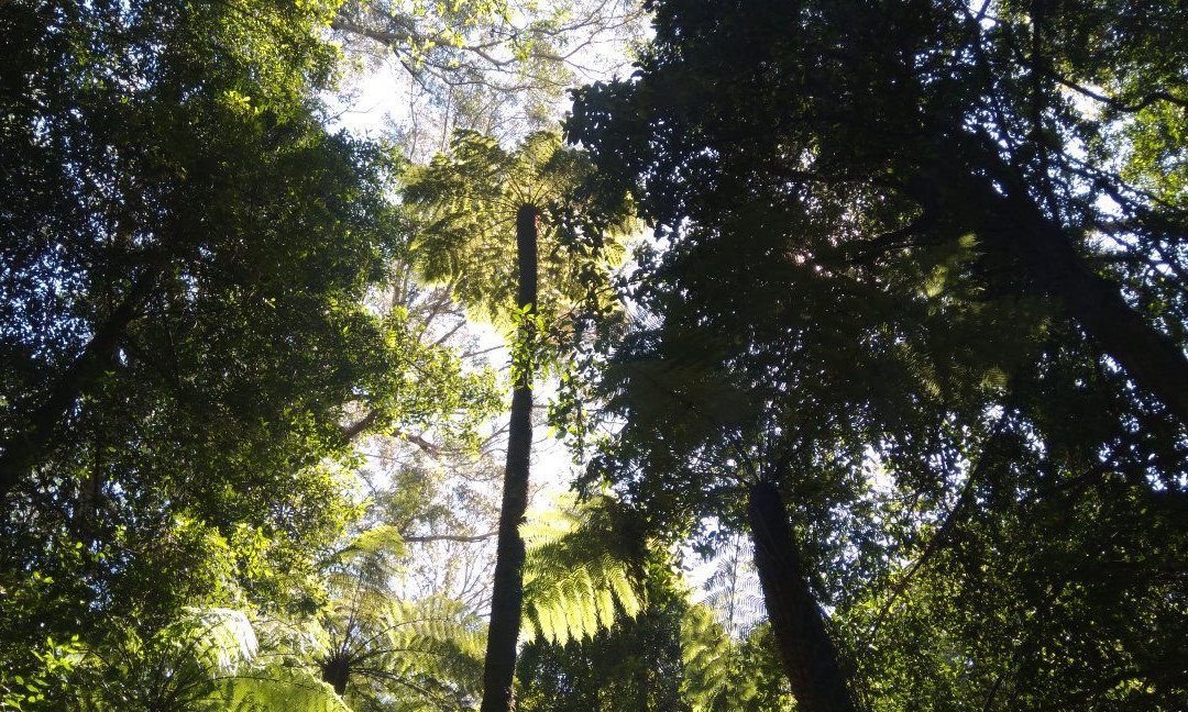 Cathedral of Ferns Walk景点图片