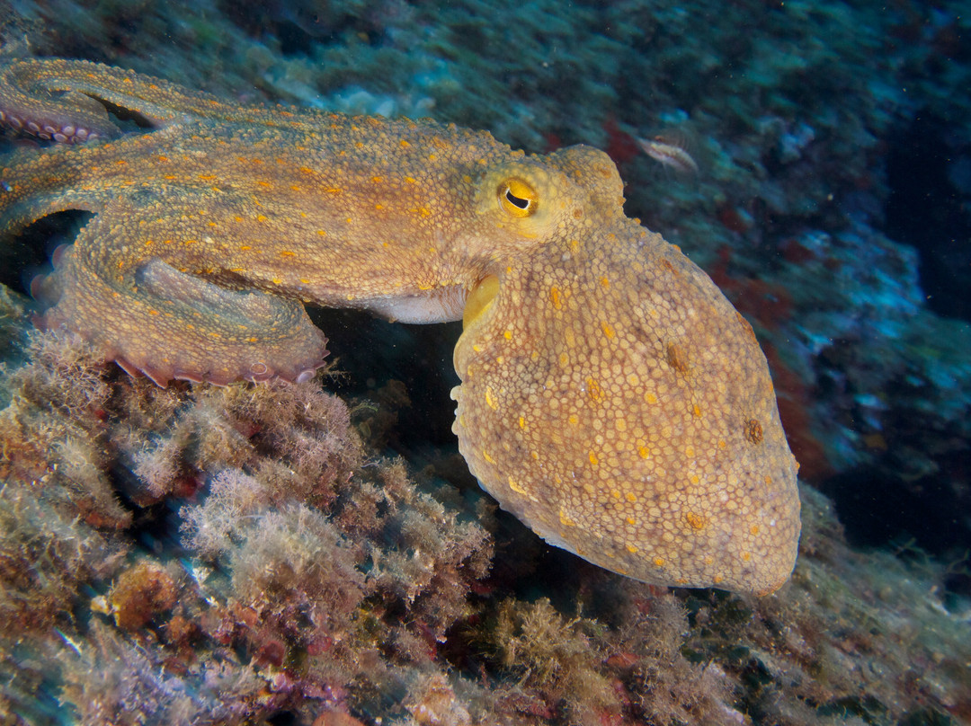 Argentario Divers-Porto Ercole必去景点