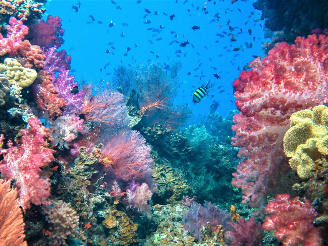 Ocean Ventures Fiji-萨武萨武必去景点