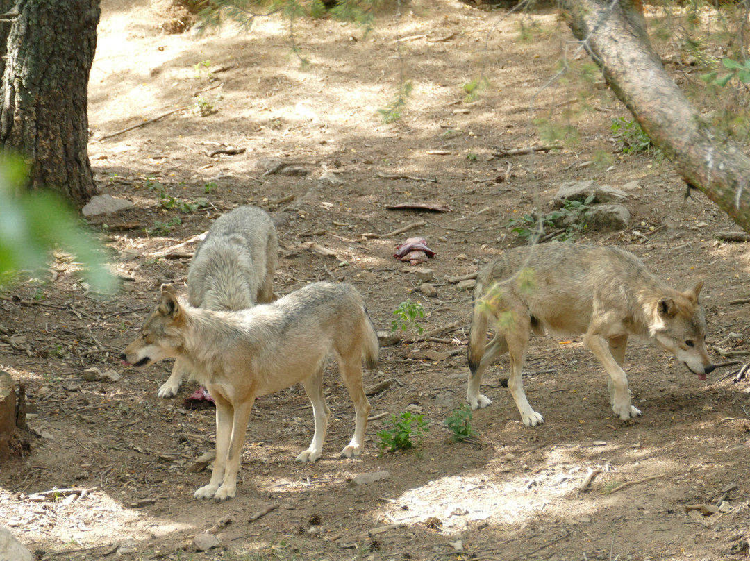 Les Loups du Gevaudan景点图片