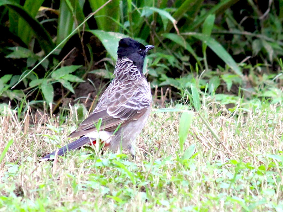 卡马拉杰普塔纳俱乐部度假村主图