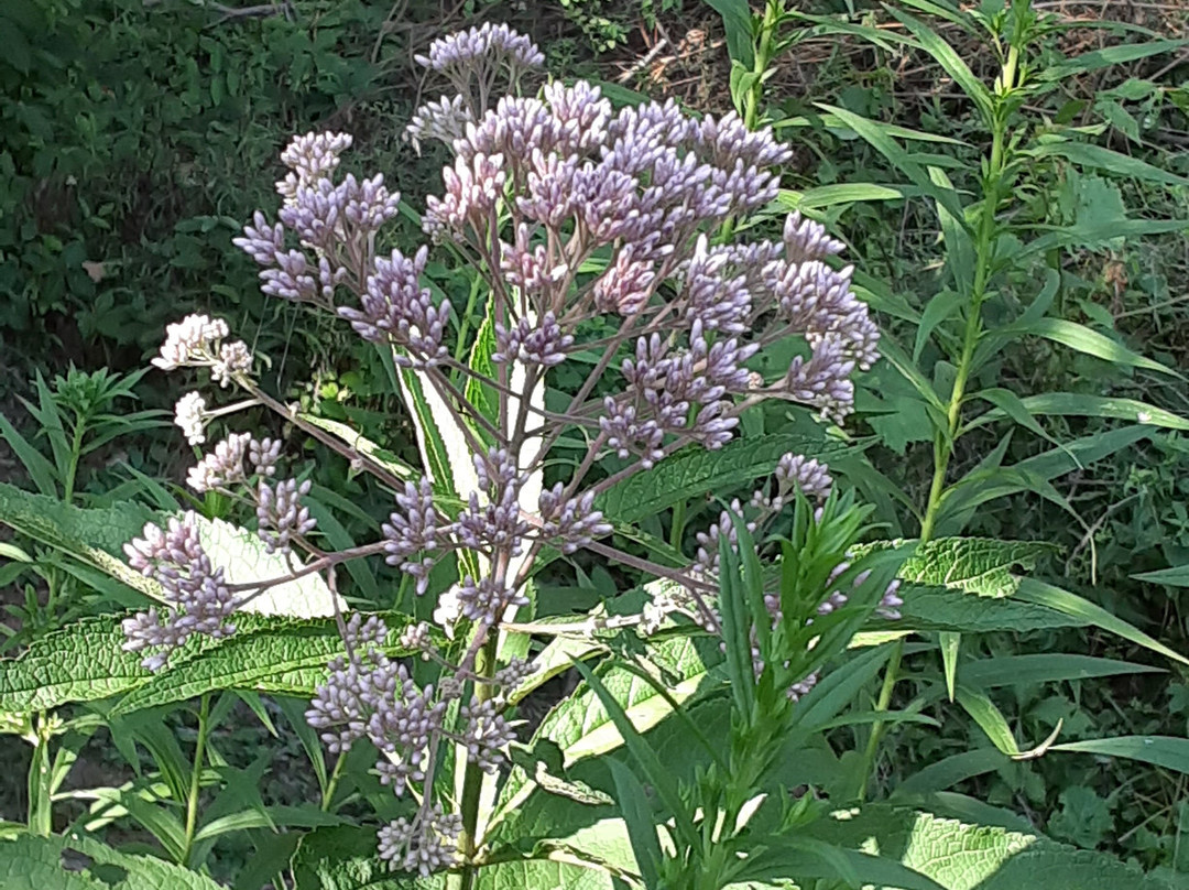 Isaac Lake-米德尔堡海茨必去景点