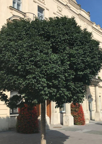 Mestská Radnica - Rathaus-Trnava必去景点