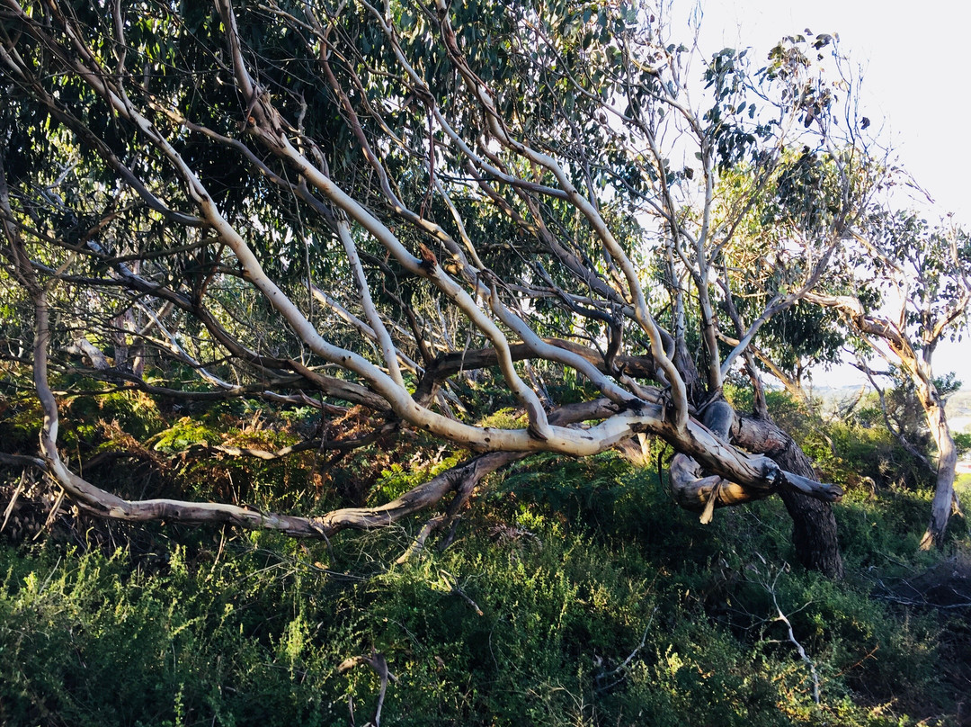 Port Campbell Scenic Lookout-坎贝尔港必去景点